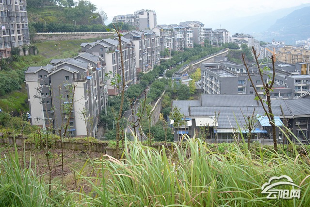 双江街道开展秋冬季"我为祖国植十棵树"活动—云阳网