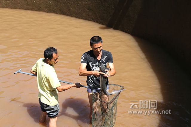 云阳网讯(记者 李充)10月12日,盘龙街道三龙万顺养鱼场里,几名工人