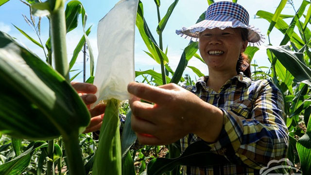 玉米人工授粉 培育优良种子